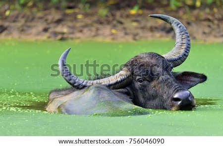 Refreshment of Water buffalo.  Male water buffalo bathing in the pond in Sri Lanka. The Sri Lanka wild water buffalo (Bubalus arnee migona),