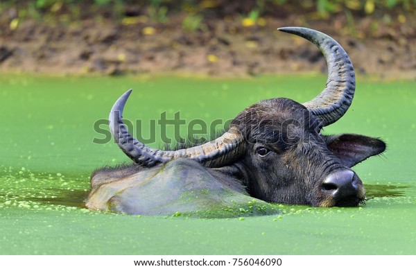 Refreshment of Water buffalo.  Male water\
buffalo bathing in the pond in Sri Lanka. The Sri Lanka wild water\
buffalo (Bubalus arnee\
migona),