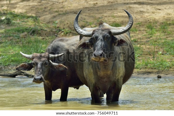 Refreshment of Water buffalos.  Female and
 calf of water buffalo bathing in the pond in Sri Lanka. The Sri
Lanka wild water buffalo (Bubalus arnee
migona),