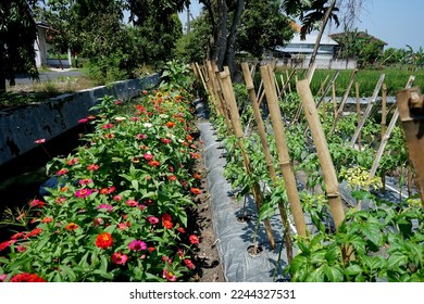 refugia plants function to protect the main cultivation plants from plant attacking pests