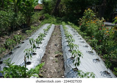refugia plants function to protect the main cultivation plants from plant attacking pests