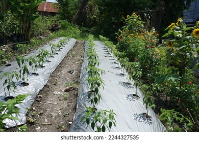 refugia plants function to protect the main cultivation plants from plant attacking pests