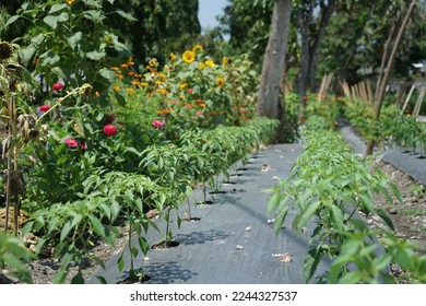 refugia plants function to protect the main cultivation plants from plant attacking pests