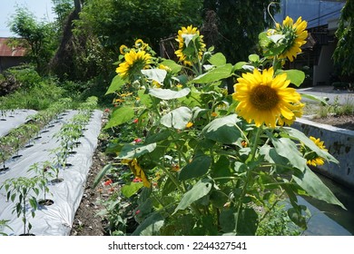 refugia plants function to protect the main cultivation plants from plant attacking pests