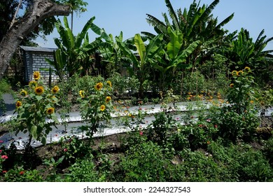 refugia plants function to protect the main cultivation plants from plant attacking pests