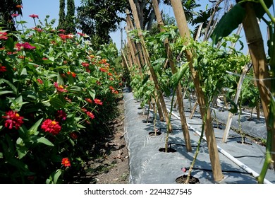 refugia plants function to protect the main cultivation plants from plant attacking pests