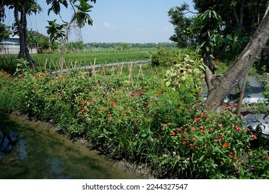 refugia plants function to protect the main cultivation plants from plant attacking pests