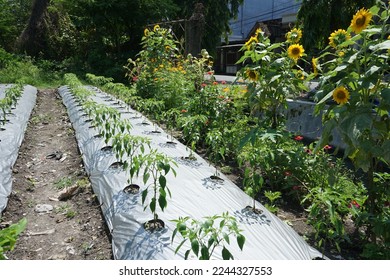 refugia plants function to protect the main cultivation plants from plant attacking pests