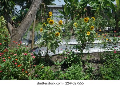 refugia plants function to protect the main cultivation plants from plant attacking pests