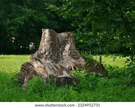 a refuted dry stump of a large tree