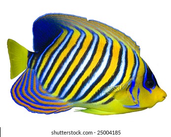 Regal Angelfish Isolated On White