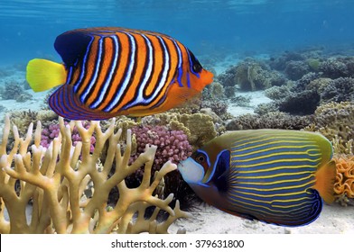 678 Regal angelfish Images, Stock Photos & Vectors | Shutterstock