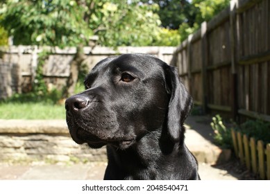 Regal Black Labrador Profile Sweet