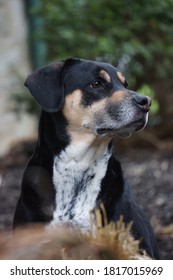 Regal Dog Looking Into Distance