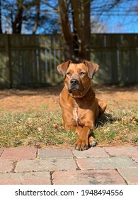 Regal Dog Surveying The Yard