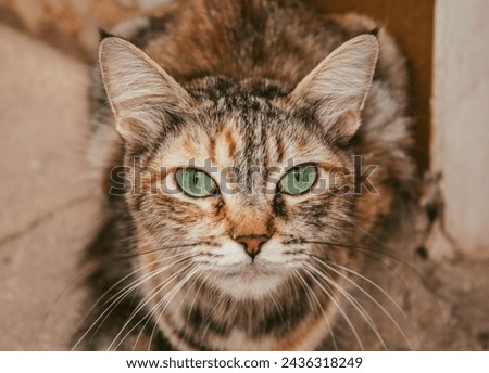 Regal Feline: Portrait of a Graceful Cat