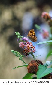 Regal Fritillary Butterfly On Buddleia Flower Against Blurry Garden Background.