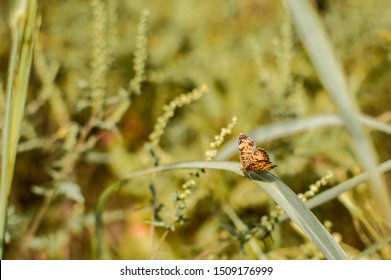 Regal Fritillary Butterfly Resting On Some Grass