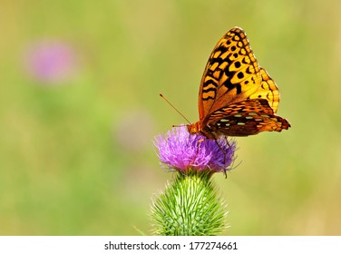 Regal Fritillary Butterfly, Speyeria Idalia, On Purple Flower Of Bull Thistle Plant, Cirsium Vulgare