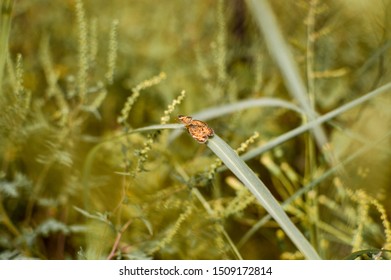 Regal Fritillary Butterfly With Wings Open