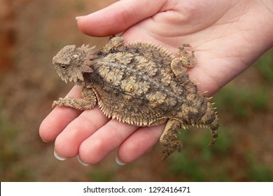 Regal Horned Lizard (Phrynosoma solare) in hand