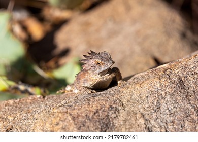 A Regal Horned Lizard, Phrynosoma Solare, Often Called A Horny Toad, In The Sonoran Desert With Rocks, And Prickly Pear Cactus. Incredible Camouflage Protects This Cute Reptile. Tucson, Arizona, USA.