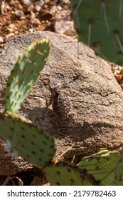 A Regal Horned Lizard, Phrynosoma Solare, Often Called A Horny Toad, In The Sonoran Desert With Rocks, And Prickly Pear Cactus. Incredible Camouflage Protects This Cute Reptile. Tucson, Arizona, USA.