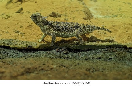 Regal horned lizard (Prynosoma solare) has spikes all around its body. 
