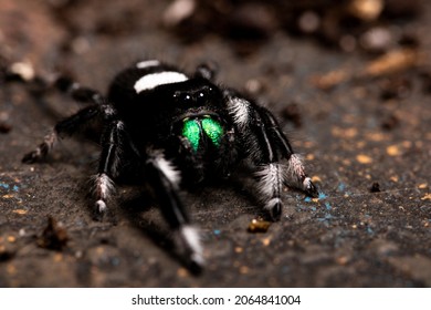 Regal Jumping Spider Male On Dark Background Close Up, Macro Photo Spider