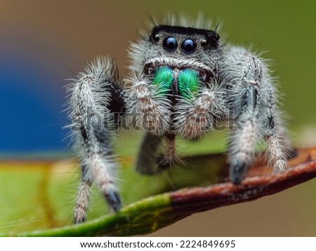 Regal jumping spider male sub adult - Phidippus regius species from USA Florida Everglades