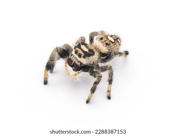 Regal jumping spider - Phidippus regius - large female.  isolated on white background close up view. Front top dorsal view, animated, fuzzy, adorable and cute - Powered by Shutterstock