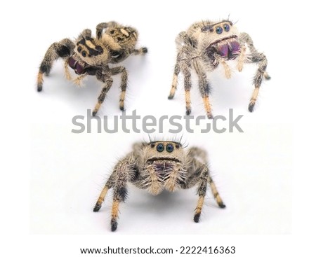 Regal jumping spider - Phidippus regius - large female.  isolated on white background close up view.  three views or angles
