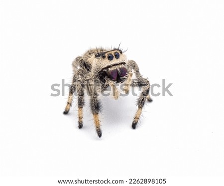 Regal jumping spider - Phidippus regius - large female.  isolated on white background close up view. standing tall at full attention facing camera.  animated, fuzzy, adorable and cute
