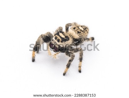 Regal jumping spider - Phidippus regius - large female.  isolated on white background close up view. Front top dorsal view, animated, fuzzy, adorable and cute