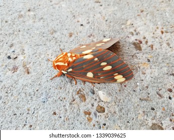 Regal Moth (hickory Horned Devil)/texarkana Arkansas 2018