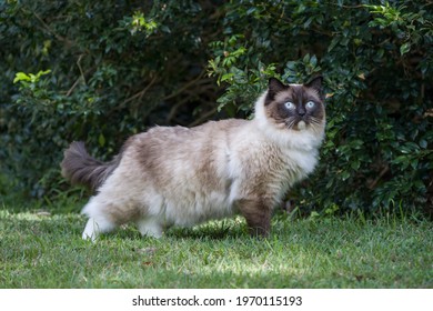 Regal ragdoll cat in a park looking off to the side with soft lighting