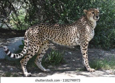 Regal sleek cheetah cat standing poised on a rock.