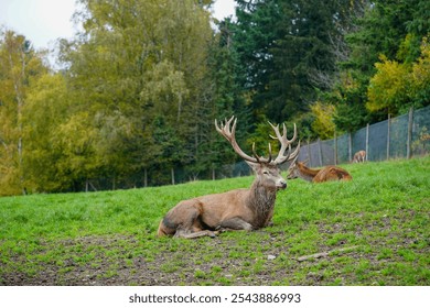 A regal stag with impressive antlers reclines on a grassy slope, while another deer rests nearby against a backdrop of dense autumn foliage - Powered by Shutterstock