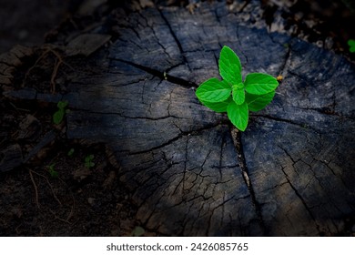 "Regeneration organization fosters sustainable practices, restoring ecosystems, and promoting community resilience for a thriving future.Young plants try to regenerate on dead stumps - Powered by Shutterstock