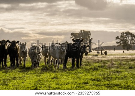Regenerative agriculture farm. Cows in a field. Stud Angus, wagyu, Murray grey, Dairy and beef Cows and Bulls grazing on grass and pasture in a field. Organic animals Foto stock © 