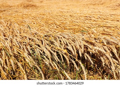 Regenerative Agriculture. Rye Crop Field.