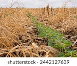 Regenerative agriculture, soybeans planted sprouting in corn residue and cereal rye