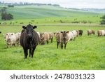 Regenerative Cattle Farming in Europe