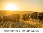 Regenerative Cattle Farming in Europe