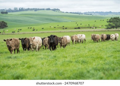 Regenerative Cattle Farming in Europe's Lush Green Pastures Daily Nourishes Communities with Healthy Livestock Grazing in Idyllic Fields in australia - Powered by Shutterstock