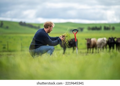 regenerative organic farmer, taking soil samples and looking at plant growth in a farm. practicing sustainable agriculture  - Shutterstock ID 2219645341