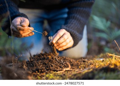 regenerative organic farmer, taking soil samples and looking at plant growth in a farm. practicing sustainable agriculture 