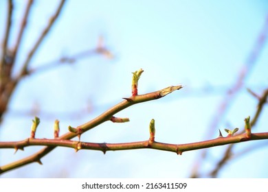 11,624 Rose shoot Images, Stock Photos & Vectors | Shutterstock