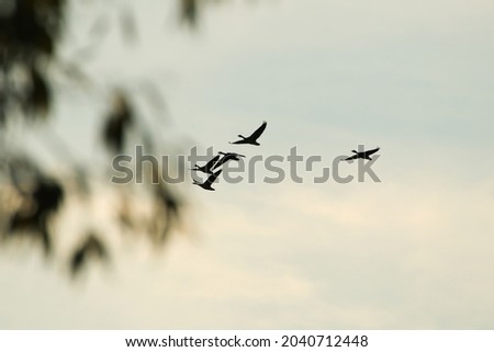Regensburg, Germany: wild goose flying near the Danube water stream