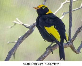 regent bowerbird perched on a branch at a walk-in avairy in australia